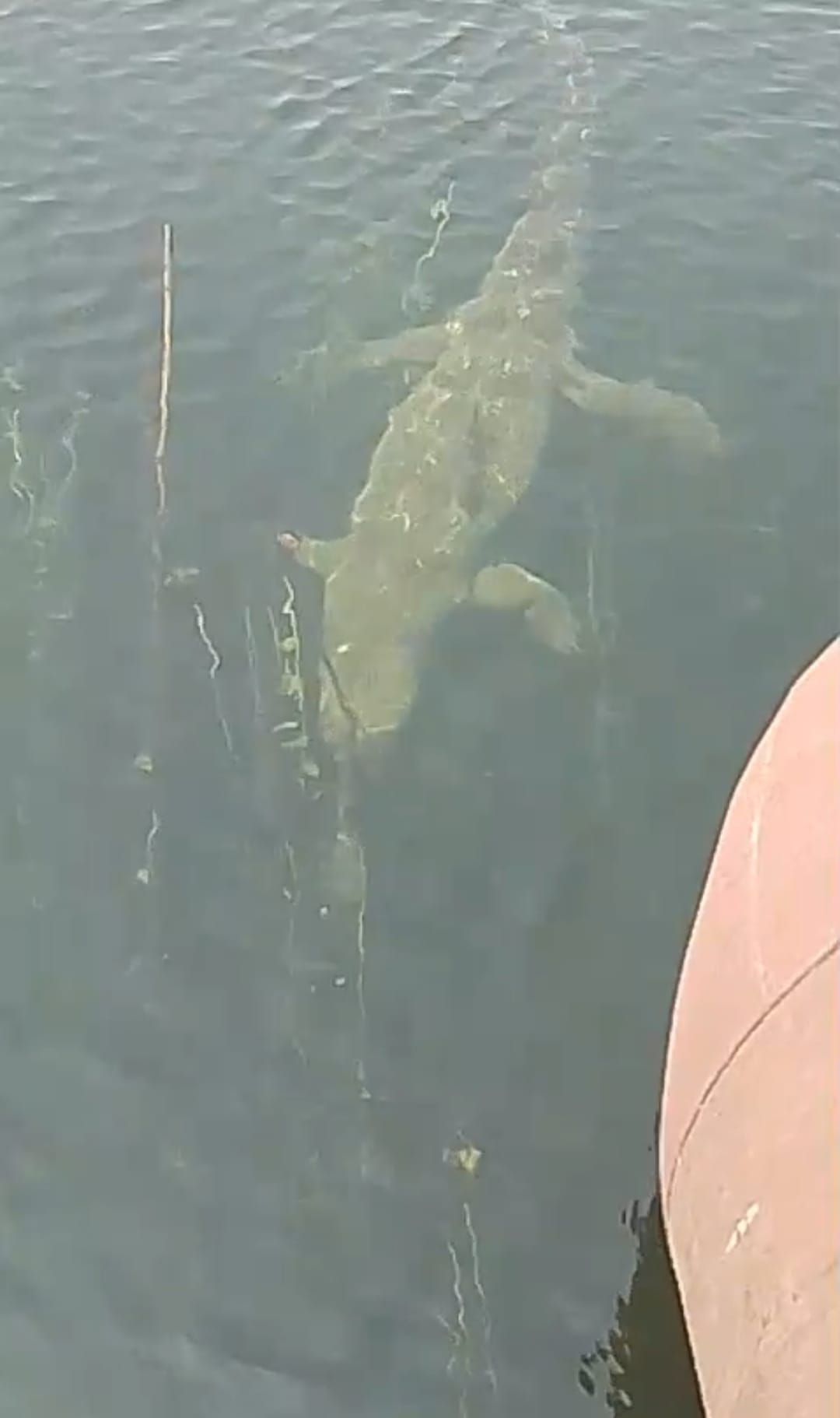 Gharial spotted again in the river, police forbid people from bathing