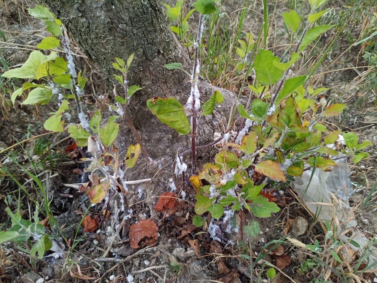 Woolly aphid threat to apples in Dalash