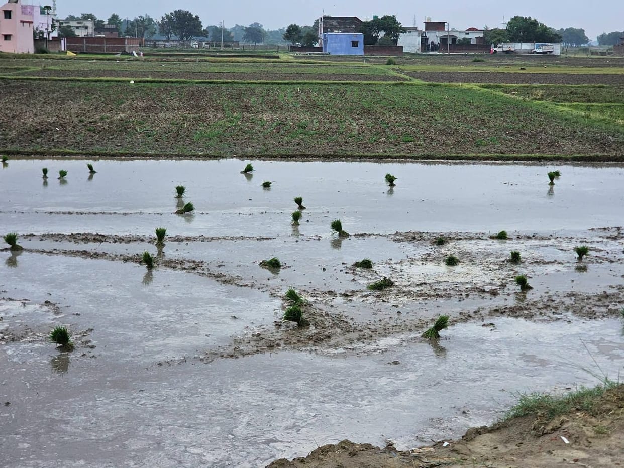 Arrival of the monsoon brings life back to the fields; paddy transplantation begins.