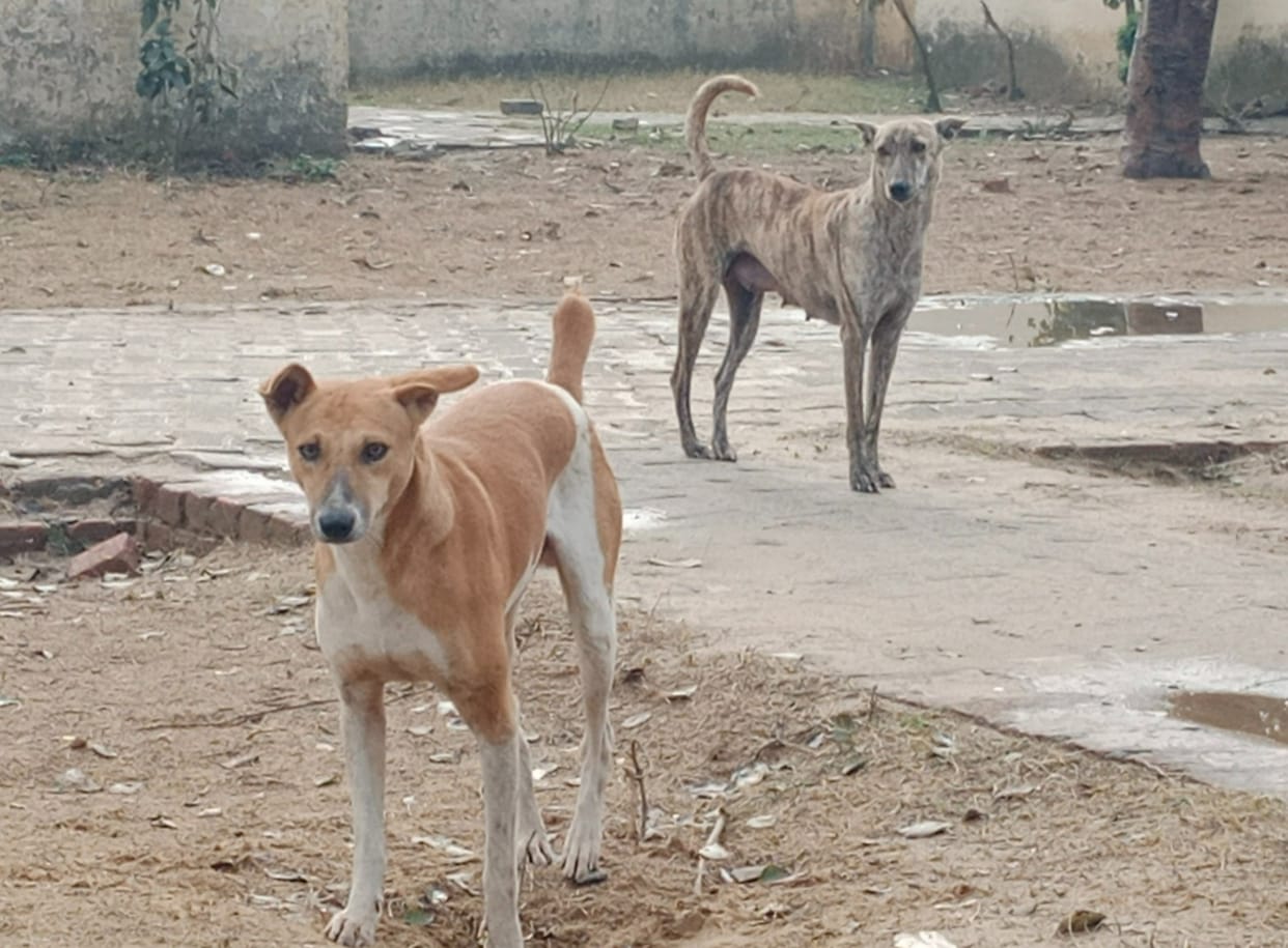 Action on complaints regarding stray dogs will be taken within 30 days.