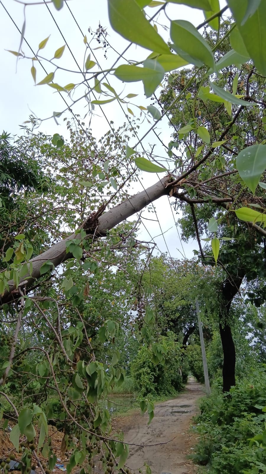 The storm and rain disrupted the power system, with wires broken and poles elsewhere