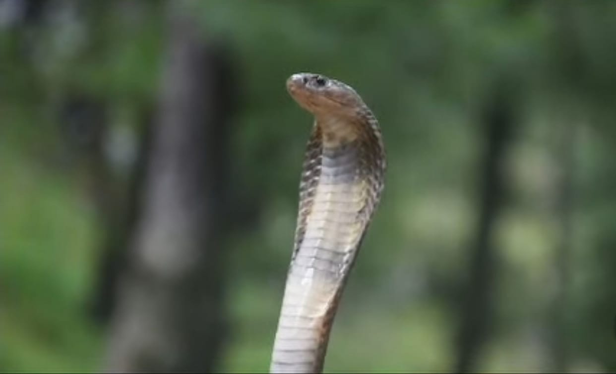 A snake belonging to one of the world's rarest cobra species was spotted in the forests of Chamba.