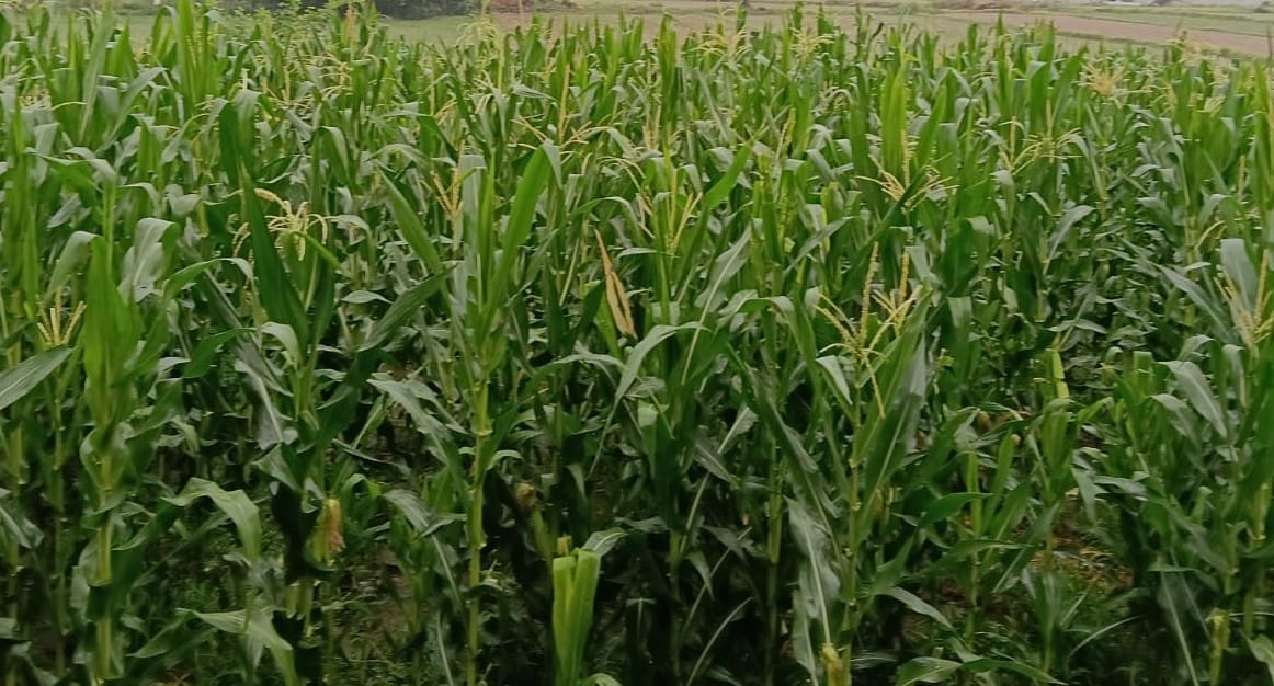 Rain brings relief to crops in Una; farmers delighted.