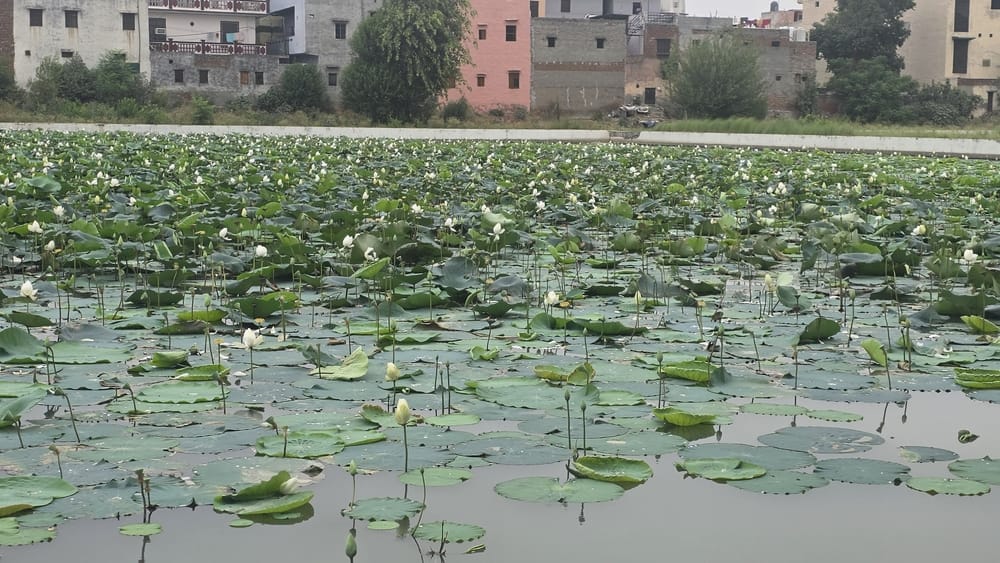 Water tank covered with water hyacinth, water flowing out due to leakage, city parched.