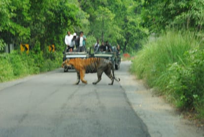 जंगल मार्ग पर चहलकदमी करता बाघ और दूर सफारी वाहनों में मौजूद सैलानी।