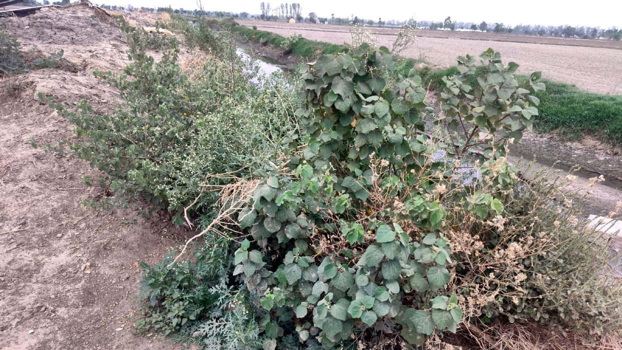 Bushes, silt and garbage have accumulated on the embankments, foothills and several other parts of the Kapil Muni Drain.