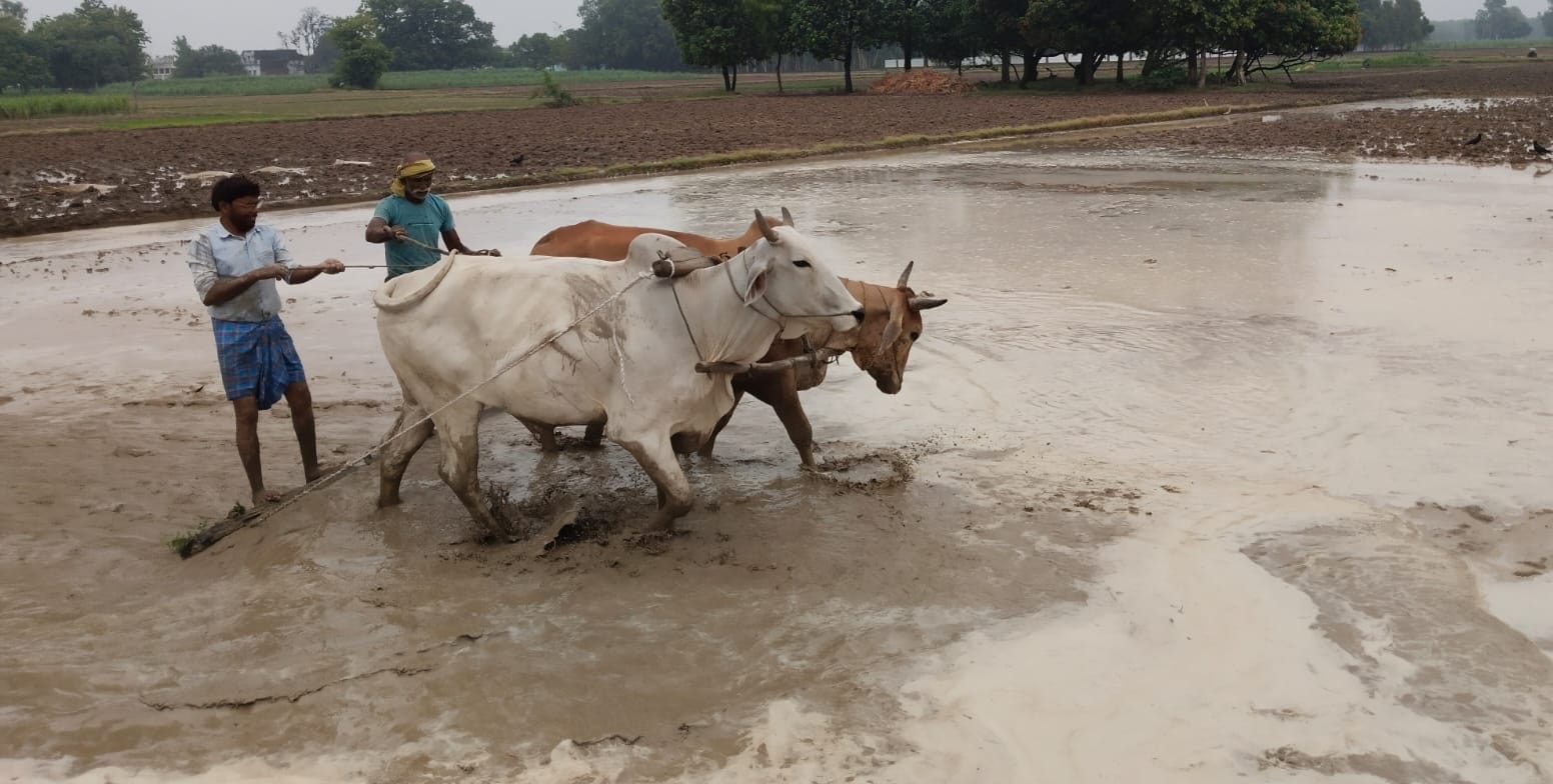महराजगंज तराई में बारिश के बाद धान की रोपाई के लिए खेत तैयार करते किसान। संवाद