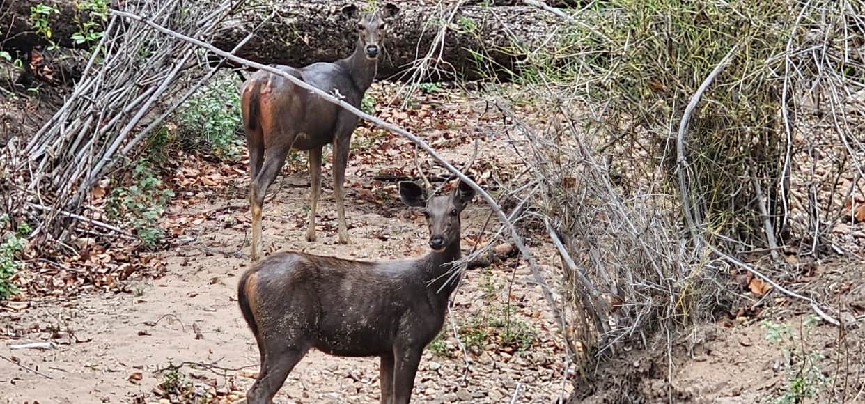 Kanha's core area closed for three months, record revenue of over Rs 18 crore