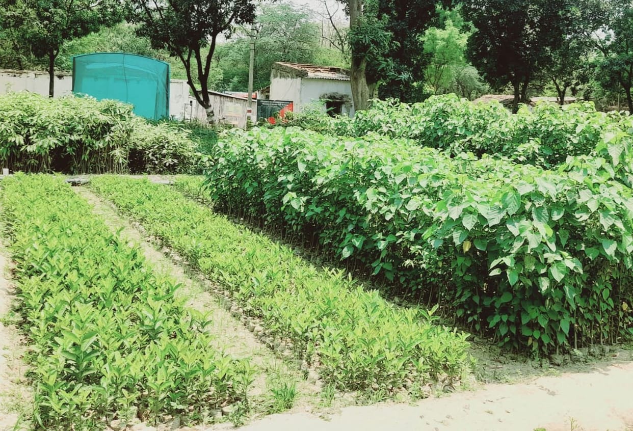 Green Revolution campaign to increase greenery starts today