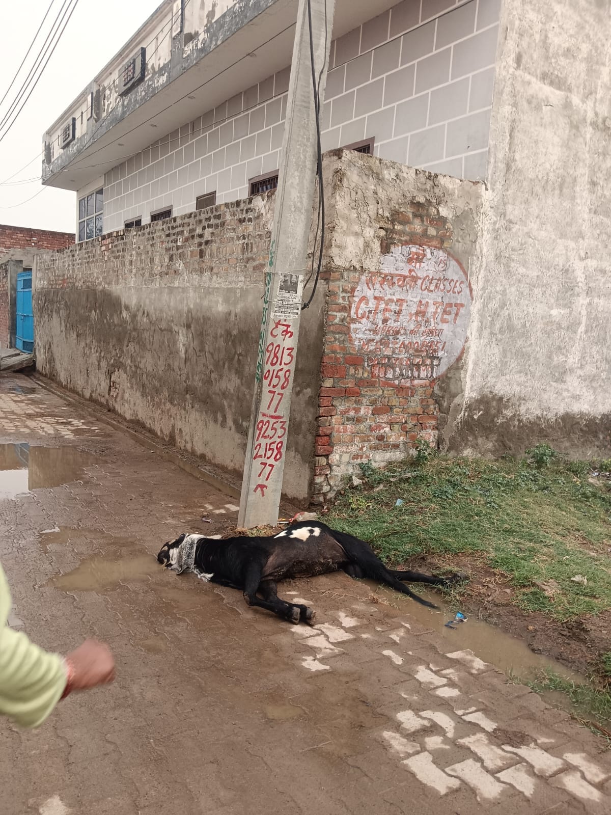 Goat dies after suffering electric shock from a utility pole.