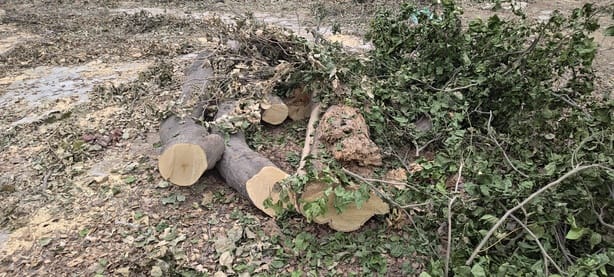 Forest mafia cuts Kanji trees in TTZ area