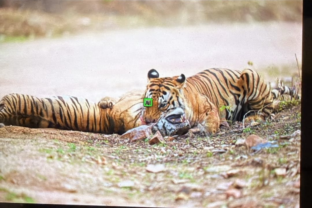 Tigress P-151's 17-Month-Old Female Cub Killed in an Attack by Tiger P-661