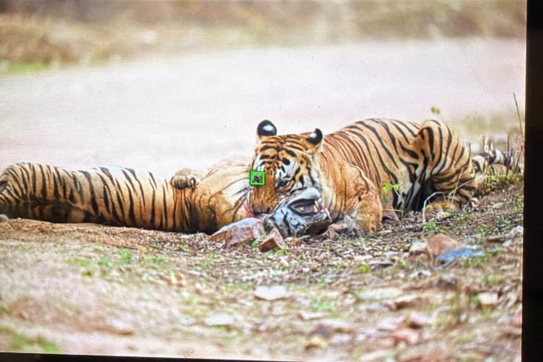 पन्ना टाइगर रिजर्व में बाघ के हमले से 17 माह के बाघिन की शावक की मौत