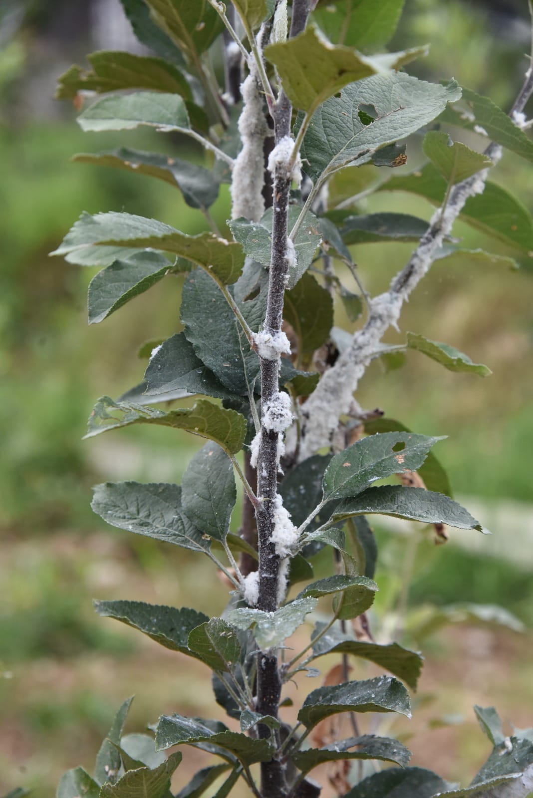Woolly aphid infestation in Shimla's apple orchards