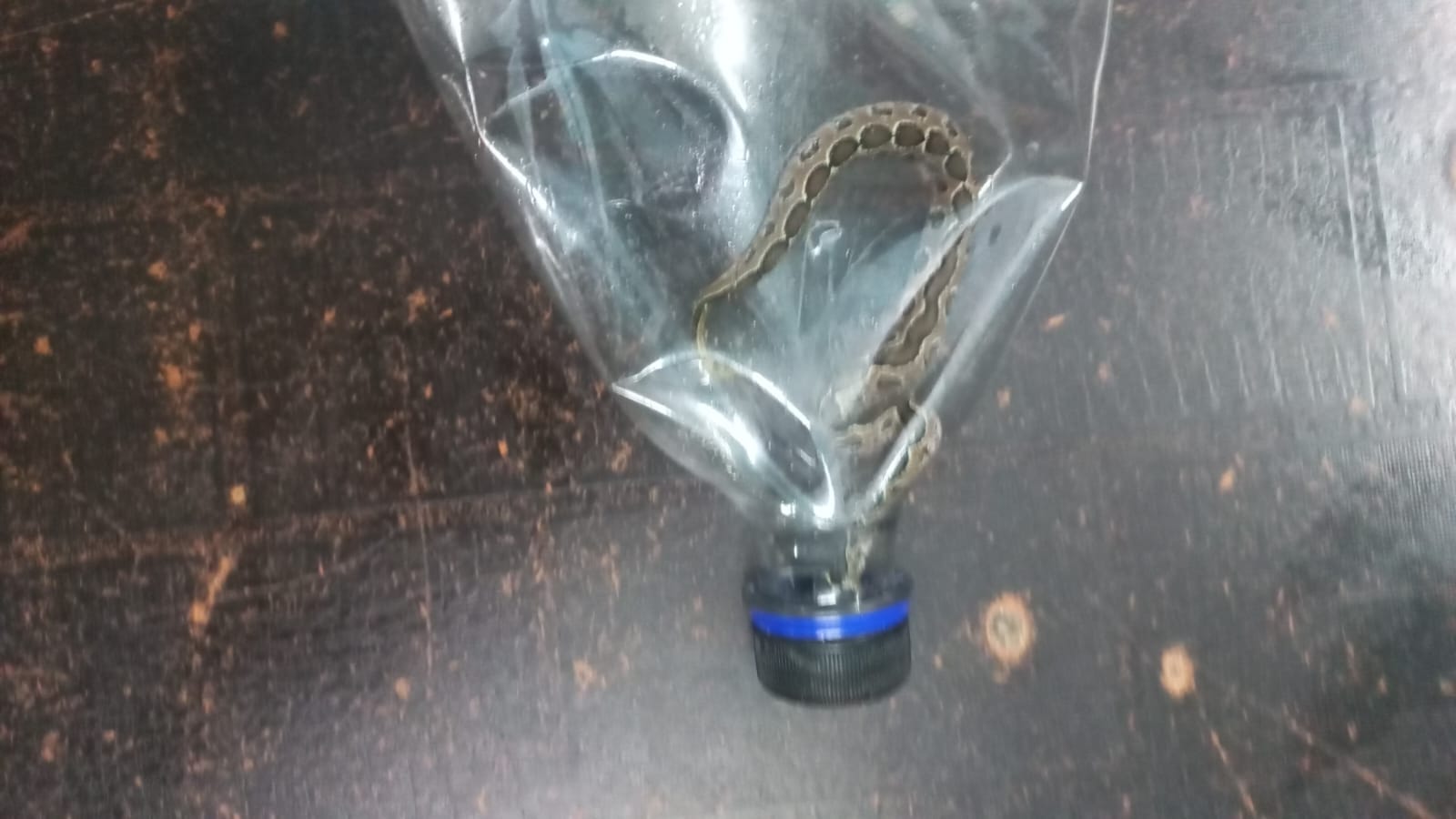 Teenager bitten by Russell's viper, referred to medical college