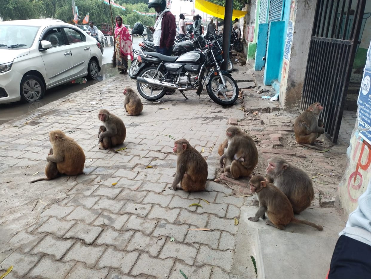 It cost 4.87 lakh to catch 2,500 monkeys, yet more than 35 people are getting injured every day