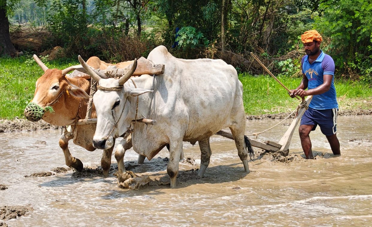 Paddy transplanting and sowing have gained momentum due to the rain.