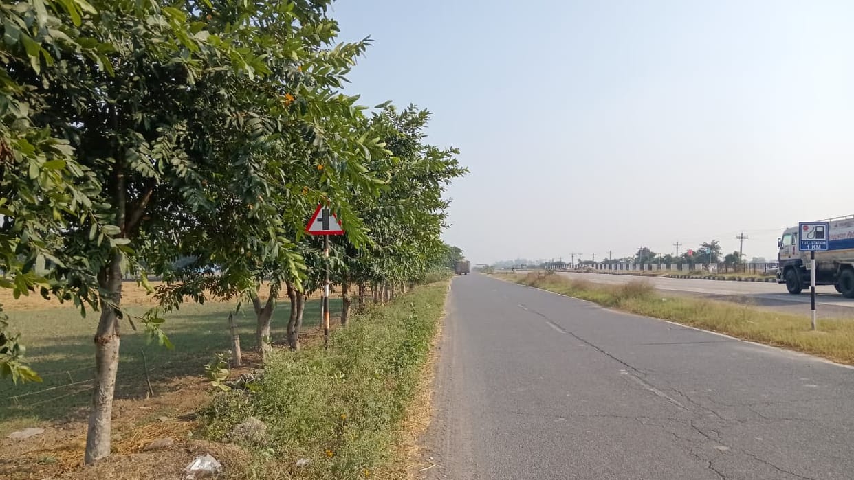 With the monsoon showers, the earth's greenery will flourish; the forest department will plant 4.5 lakh saplings, and 6 lakh plants are being prepared in the district's four nurseries.