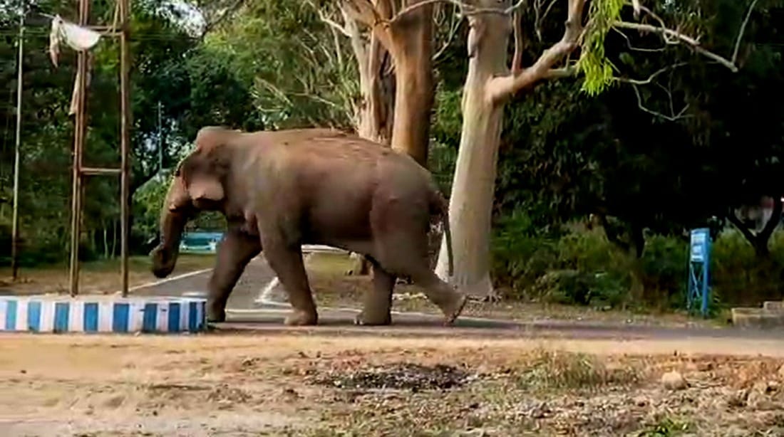 Tigers and elephants are now entering the courtyards of homes, signaling a major tragedy.