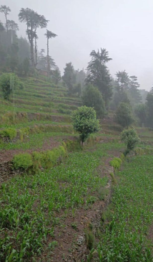 बारिश के बाद खेतों में छाई हरियाली