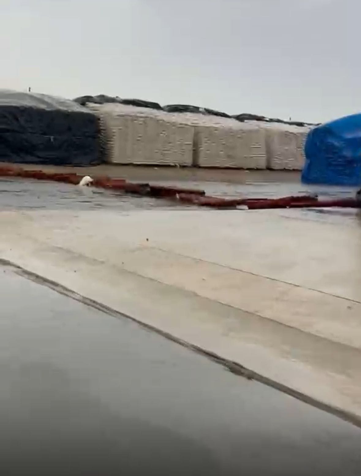 Government wheat soaked by rain at the Arnoli sub-yard.