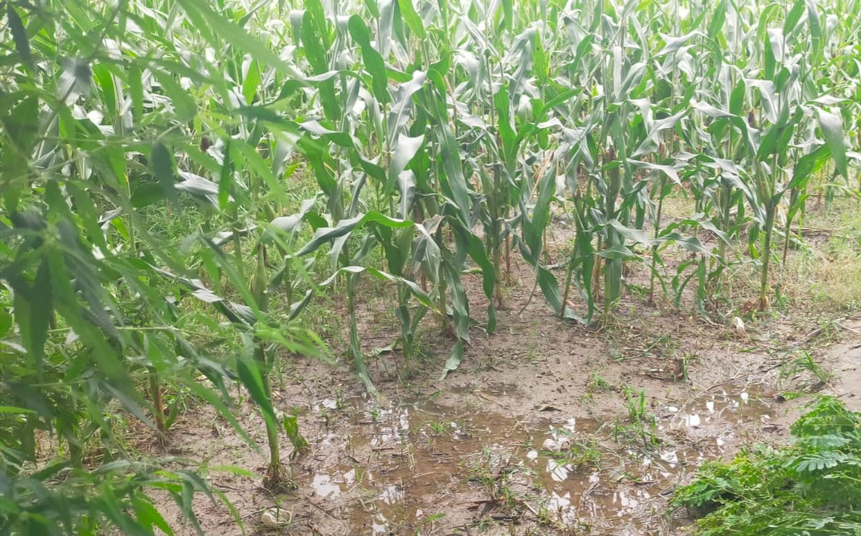 The first monsoon rain breathed new life into the crops.