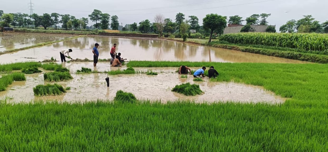 kasganj news agriculture rain