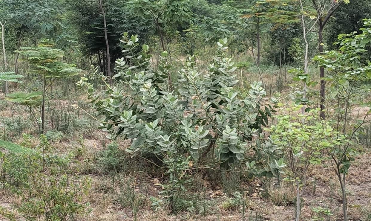 Green belt drying up; plants withered due to lack of water.