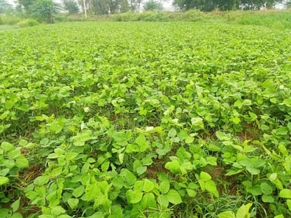 Rain benefits Kharif crops; temperatures also become favorable for the crops