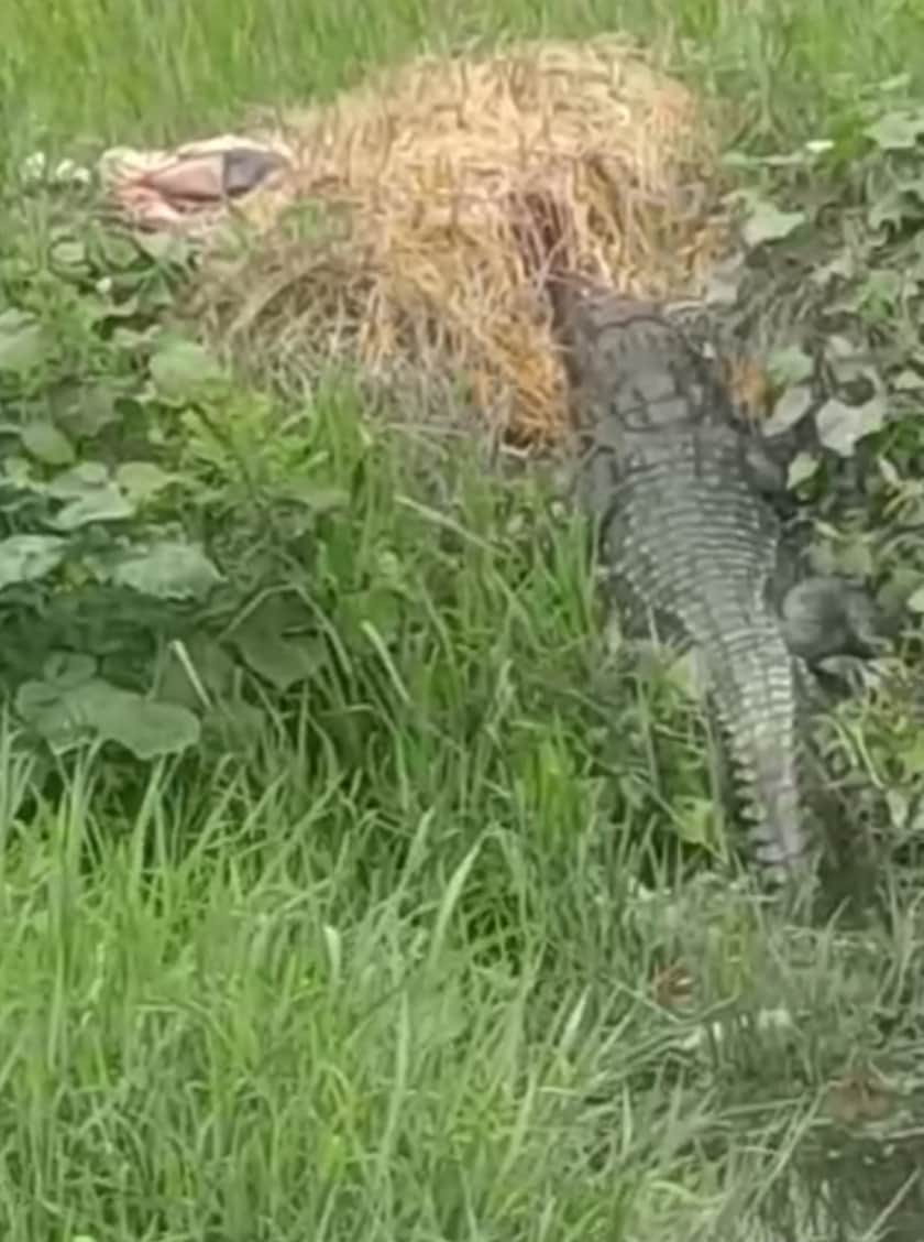 Crocodile reaches populated area; panic ensues.