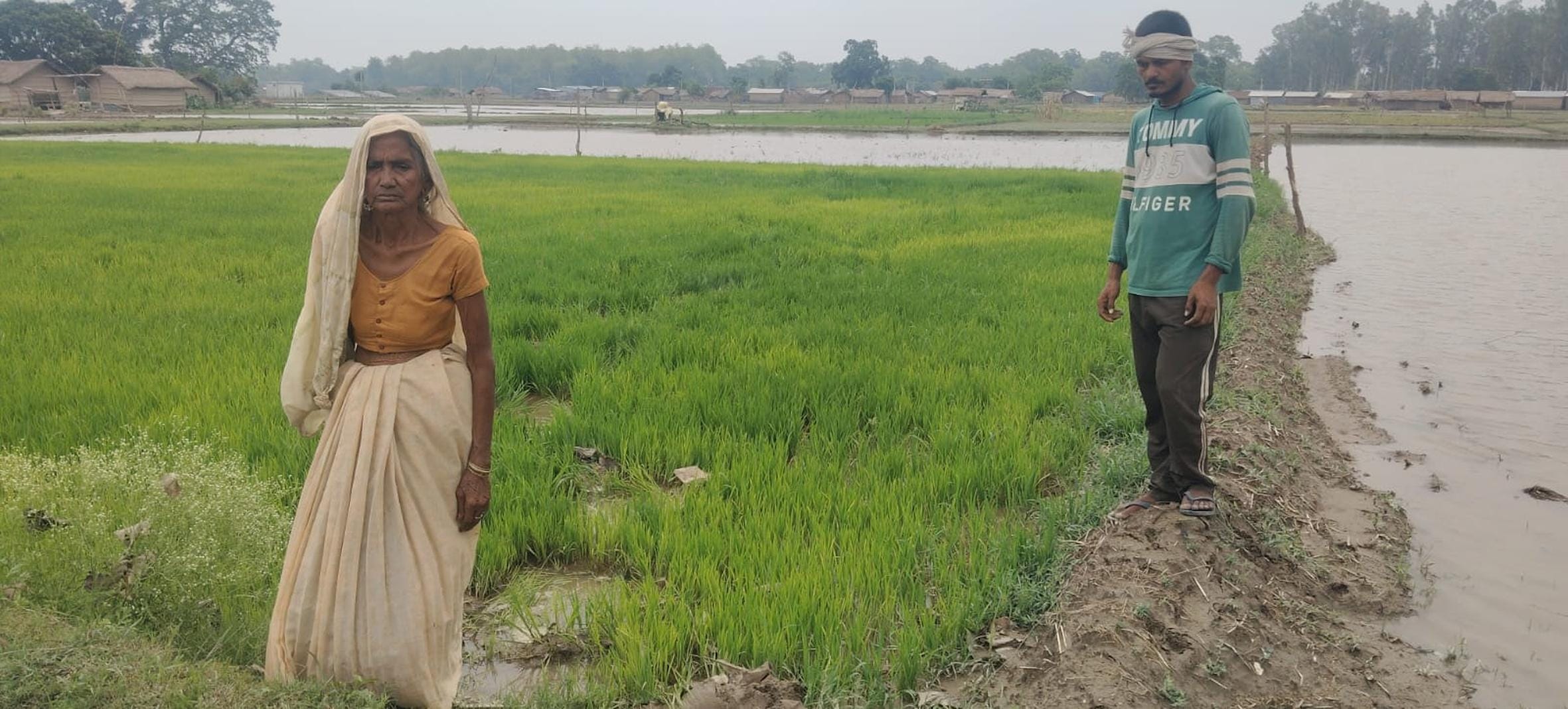 रेतिया में हाथी के उत्पात में बर्बाद फसल को दिखाते किसान।