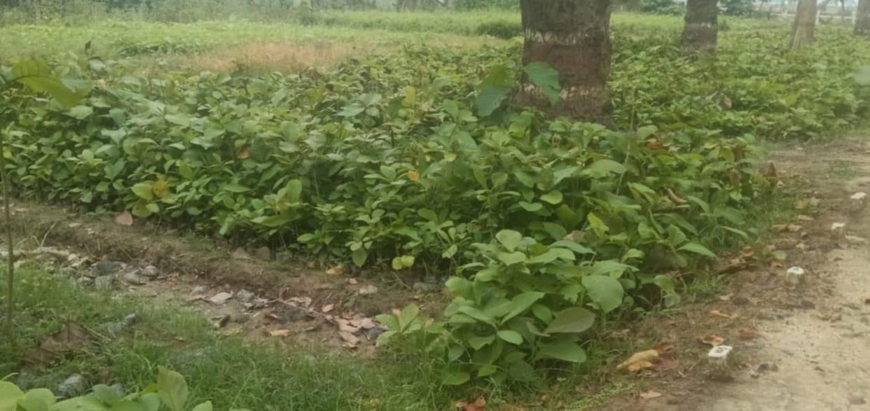Plants were not shifted even after the funds were received.