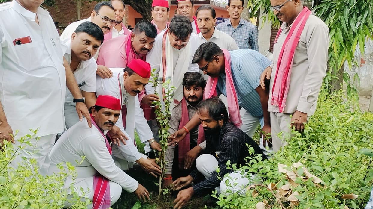 Saplings planted on the SP chief's birthday... fruits and sweets distributed.