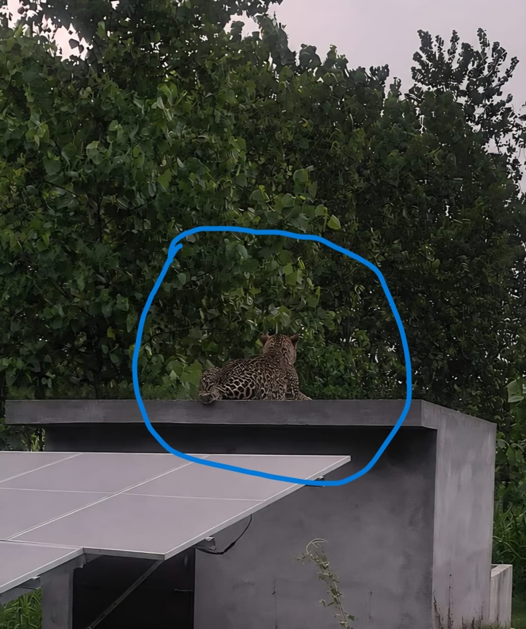 Fear of leopards, tubewell sitting on the roof of the room