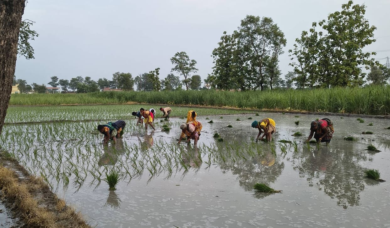 Paddy transplantation began with the singing of *Devi Geet*.
