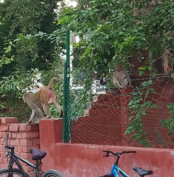 Two monkey attacks in a week; people forced to step out carrying sticks.