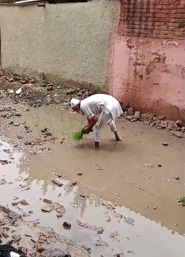 Villagers, plagued by waterlogging, planted paddy on the road.