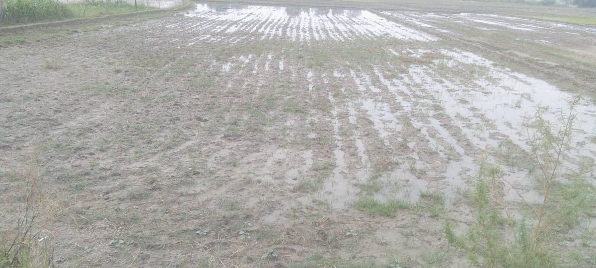 Lucknow News: धान रोपाई के बीच नगराम में नहर बंद, किसानों में आक्रोश