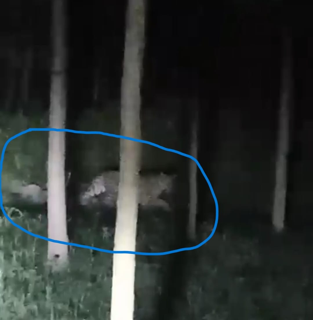 Atmosphere of fear among villagers due to the constant movement of leopards