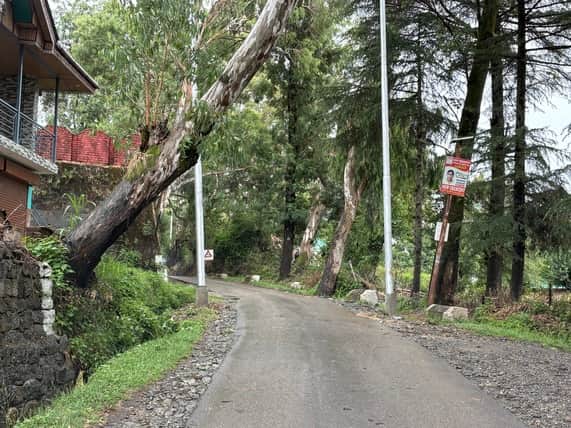 बीड़ क्षेत्र में नई 33 केवी लाइन बिछाने के लिए सड़क किनारे लगाए पोल। संवाद