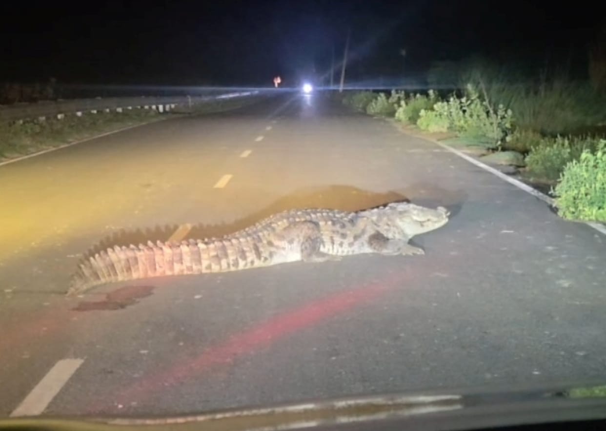 Crocodile emerges from canal onto highway; chaos ensues.