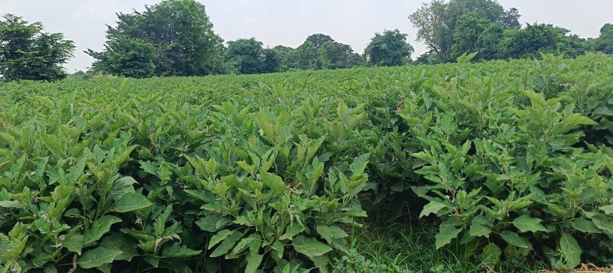Tomatoes began to rot due to intense sunlight and humidity.
