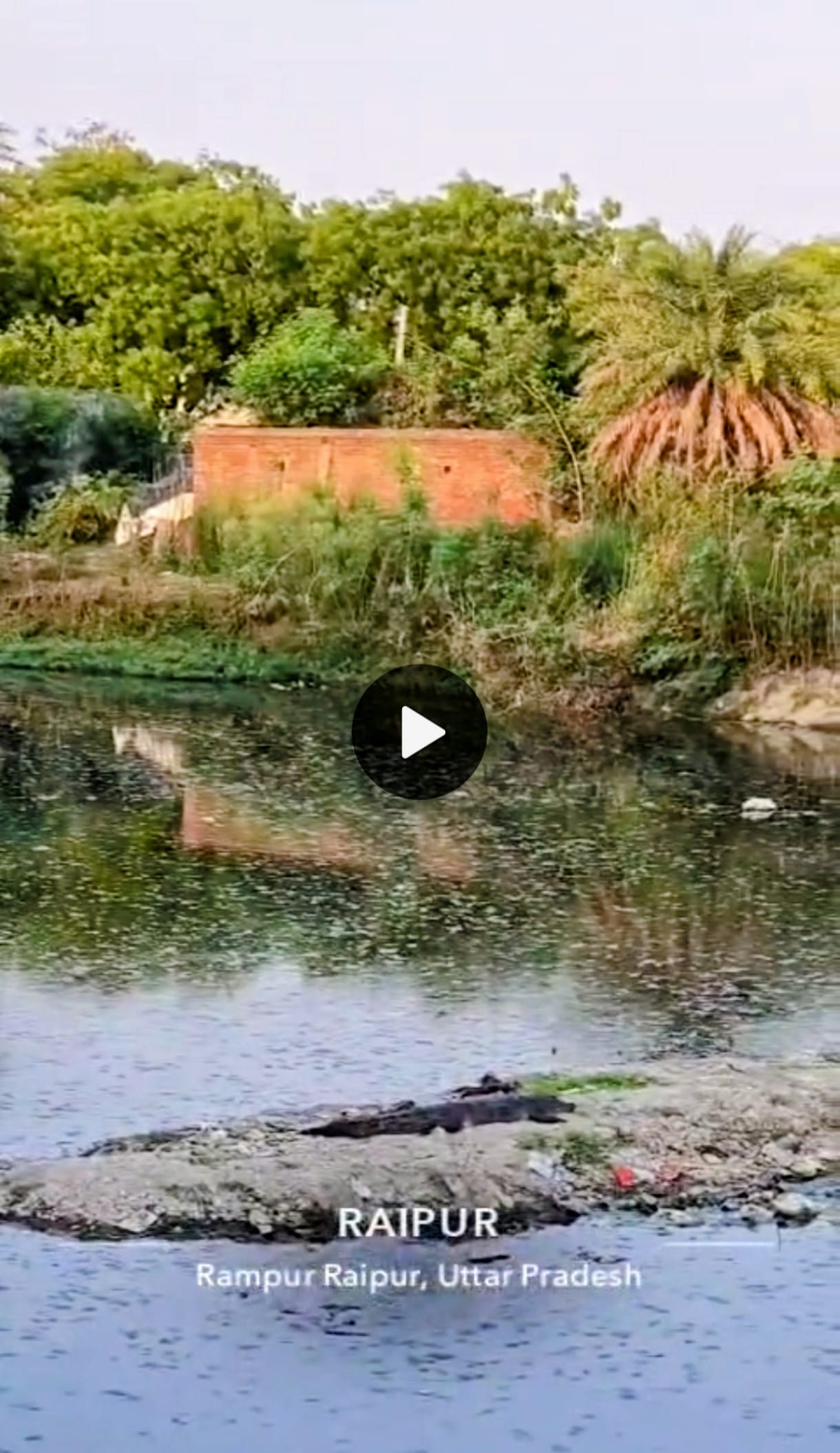 Crocodile spotted in Raipur Daheli pond; panic among villagers.
