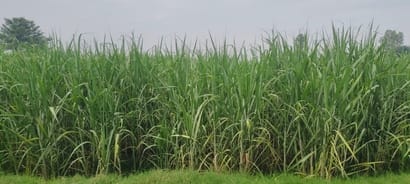 किनौनी गांव में गन्ने का खेत : संवाद