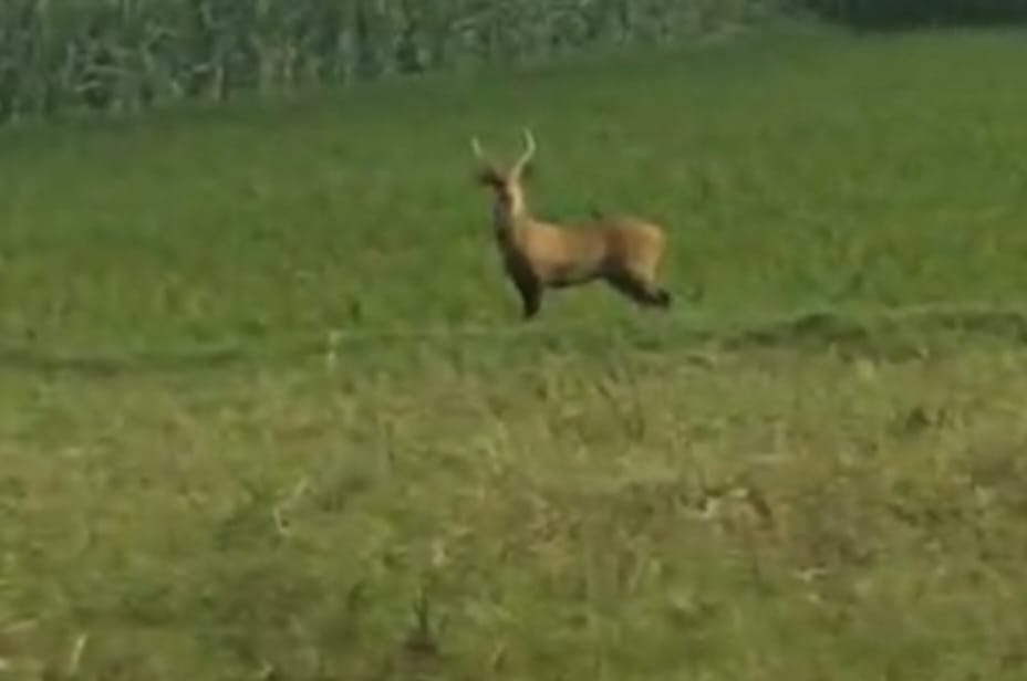 Deer straying from VTR forests becomes a source of curiosity.