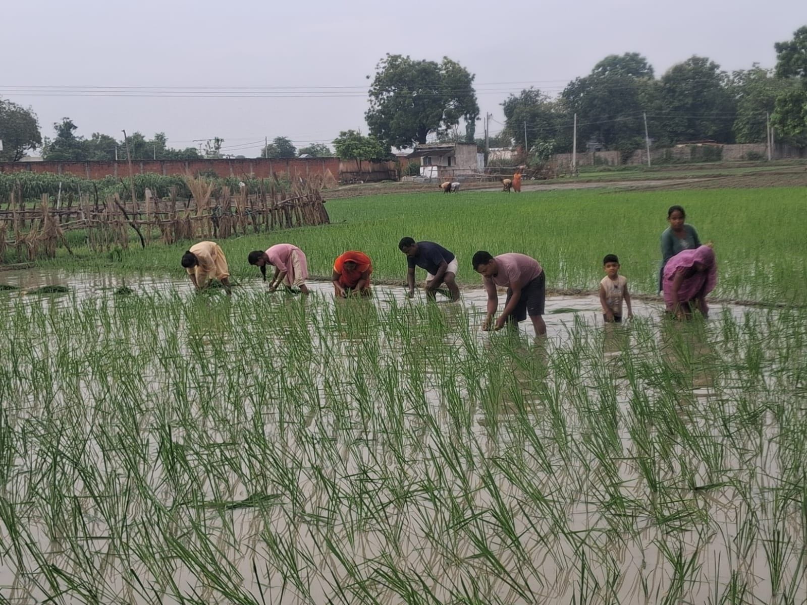 महराजगंज क्षेत्र में बारिश के बाद धान की रोपाई करती महिलाएं।