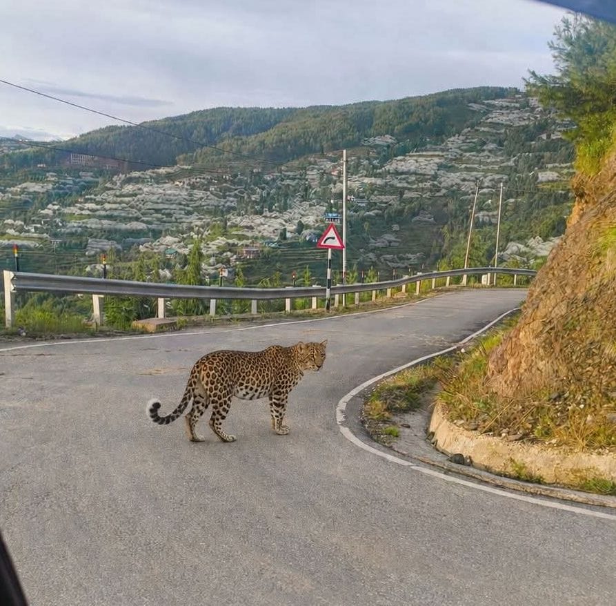 Leopard spotted in Thachi for two days; residents lose sleep.