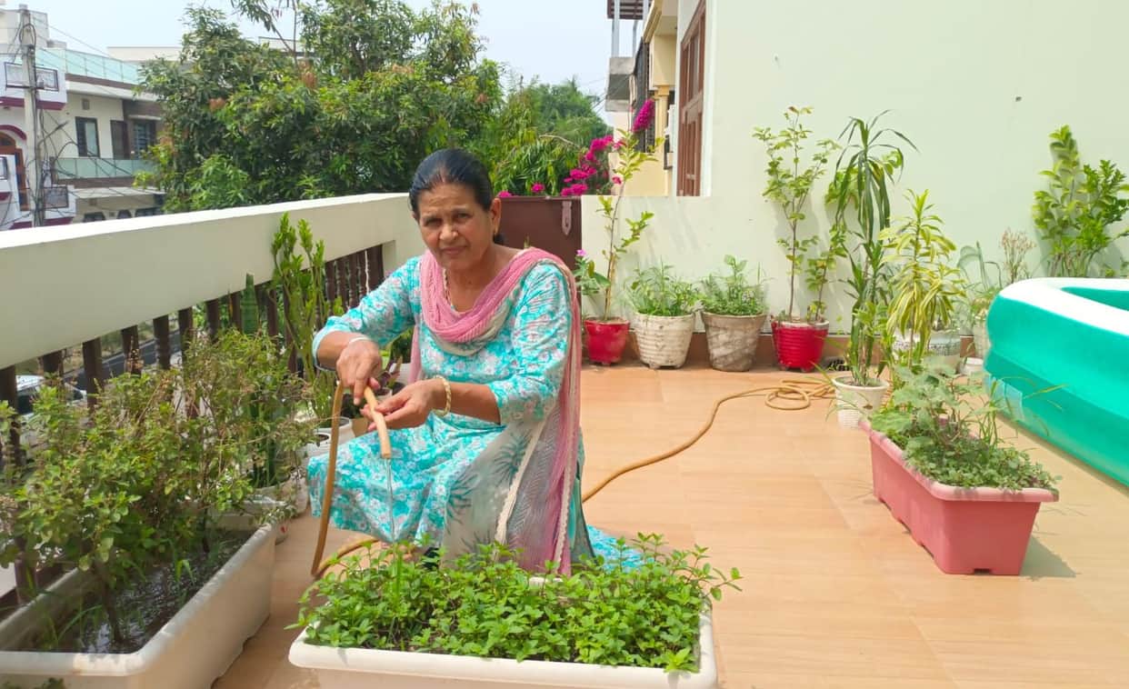 More than 100 plants are adding to the greenery in Nirmal's garden.