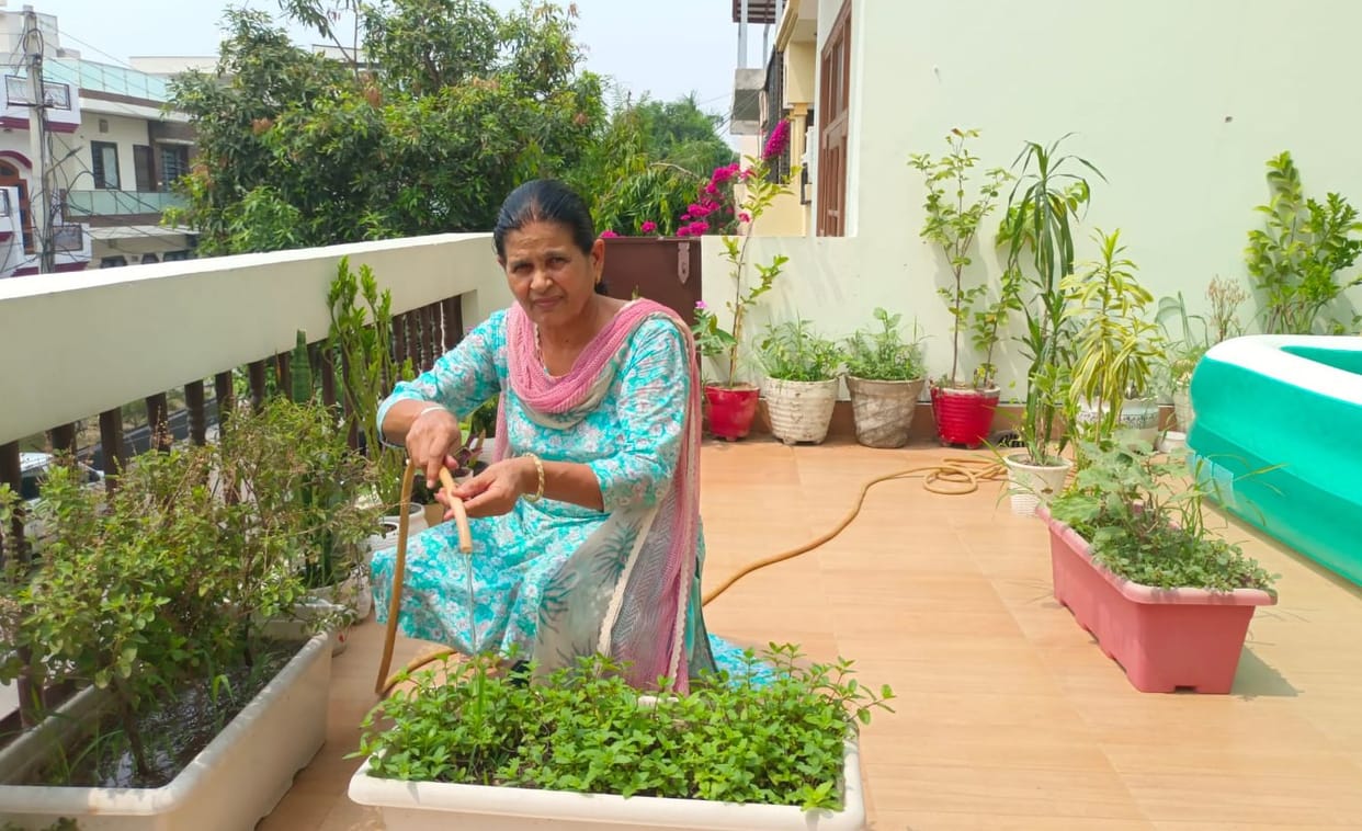 More than 100 plants are adding to the greenery in Nirmal's garden.