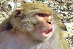 Monkey Menace Grips Sonkh, Residents Demand Immediate Action
